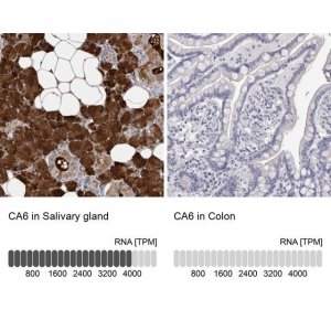 Anti-CA6 antibody produced in rabbit HPA028550-100UL