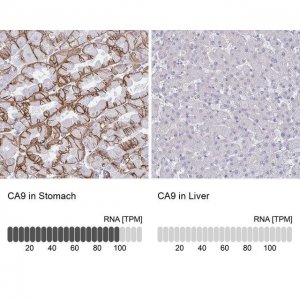 Anti-CA9 antibody produced in rabbit 