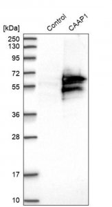 Anti-CAAP1 antibody produced in rabbit 