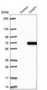Anti-CAAP1 antibody produced in rabbit HPA024029-100UL