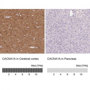 Anti-CACNA1A antibody produced in rabbit 