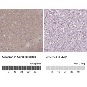 Anti-CACNG4 antibody produced in rabbit 