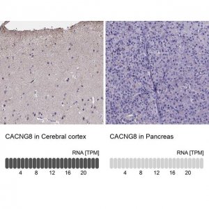 Anti-CACNG8 antibody produced in rabbit 