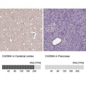 Anti-CADM4 antibody produced in rabbit 