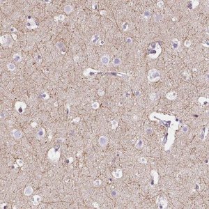 Anti-CADM4 antibody produced in rabbit 