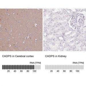 Anti-CADPS antibody produced in rabbit 