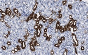 Anti-Calbindin D-28K clone 1A11 Antibody, ZooMAb Rabbit Monoclonal 