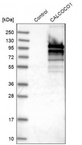 Anti-CALCOCO1 antibody produced in rabbit 