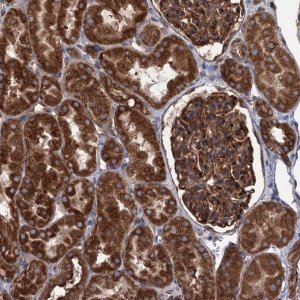 Anti-CALCOCO1 antibody produced in rabbit 