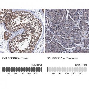 Anti-CALCOCO2 antibody produced in rabbit 