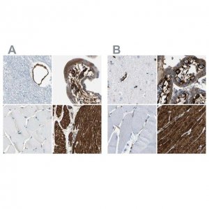 Anti-CALD1 antibody produced in rabbit 