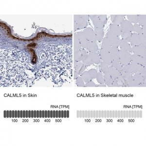 Anti-CALML5 antibody produced in rabbit 