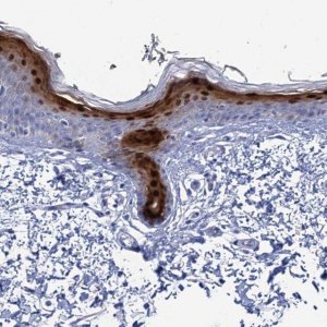 Anti-CALML5 antibody produced in rabbit 