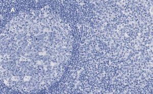Anti-Calnexin Antibody, clone 10N19, ZooMAb Rabbit Monoclonal 
