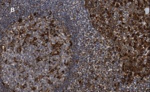 Anti-Calnexin Antibody, clone 10N19, ZooMAb Rabbit Monoclonal 