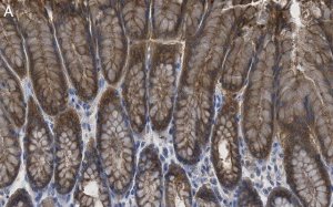 Anti-Calpain-9 Antibody, clone 1J22 ZooMAb Rabbit Monoclonal 