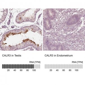 Anti-CALR3 antibody produced in rabbit 