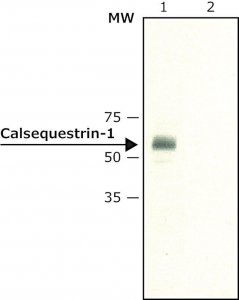 Anti-Calsequestrin-1 antibody produced in rabbit C0618-200UL