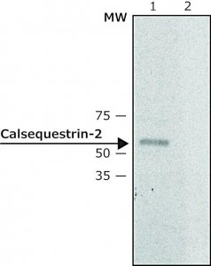 Anti-Calsequestrin-2 antibody produced in rabbit 