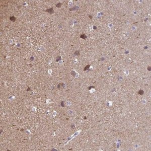 Anti-CAMKV antibody produced in rabbit 