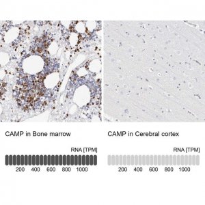 Anti-CAMP antibody produced in rabbit 