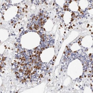 Anti-CAMP antibody produced in rabbit 