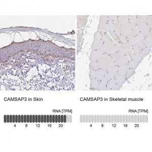 Anti-CAMSAP3 antibody produced in rabbit 