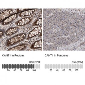 Anti-CANT1 antibody produced in rabbit 
