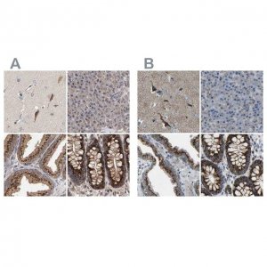 Anti-CANT1 antibody produced in rabbit 