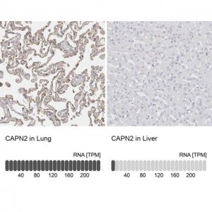 Anti-CAPN2 antibody produced in rabbit 