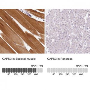 Anti-CAPN3 antibody produced in rabbit 