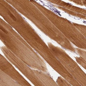 Anti-CAPN3 antibody produced in rabbit 