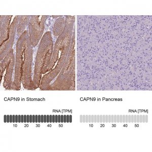 Anti-CAPN9 antibody produced in rabbit 