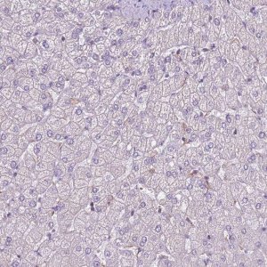 Anti-CAPN9 antibody produced in rabbit 