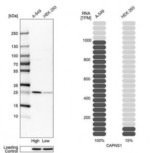 Anti-CAPNS1 antibody produced in rabbit 