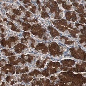 Anti-CAPNS1 antibody produced in rabbit 
