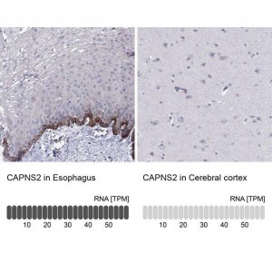 Anti-CAPNS2 