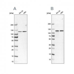 Anti-CAPRIN1 antibody produced in rabbit 