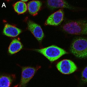 Anti-CAPRIN1 Antibody, clone 1F2 ZooMAb Rabbit Monoclonal 