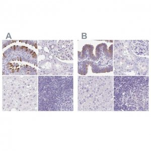 Anti-CAPSL antibody produced in rabbit 