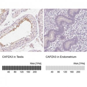 Anti-CAPZA3 antibody produced in rabbit 