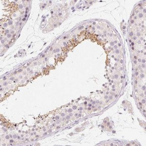 Anti-CAPZA3 antibody produced in rabbit 