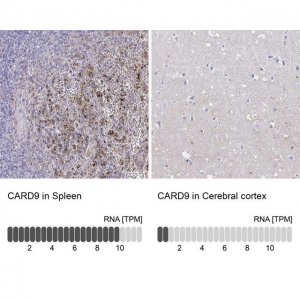 Anti-CARD9 antibody produced in rabbit 