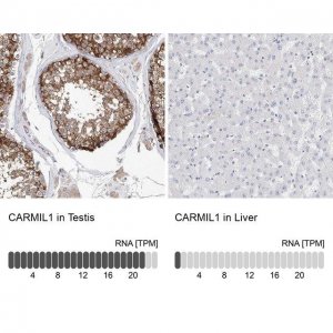 Anti-CARMIL1 antibody produced in rabbit 