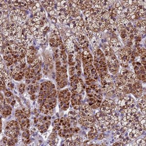 Anti-CARS2 antibody produced in rabbit 