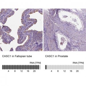 Anti-CASC1 antibody produced in rabbit 