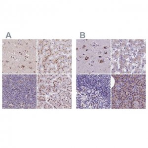 Anti-CASC4 antibody produced in rabbit 