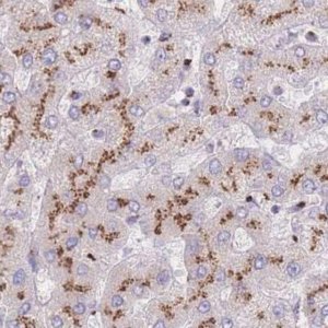 Anti-CASC4 antibody produced in rabbit 