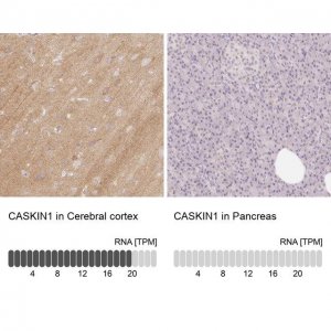 Anti-CASKIN1 antibody produced in rabbit 