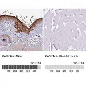 Anti-CASP14 antibody produced in rabbit 